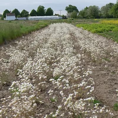 lomikámen zrnatý - náhled 6