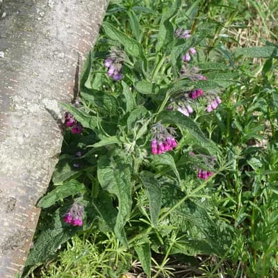 kostival lékařský - náhled 2