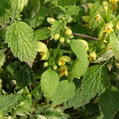 pitulník žlutý - náhled 2