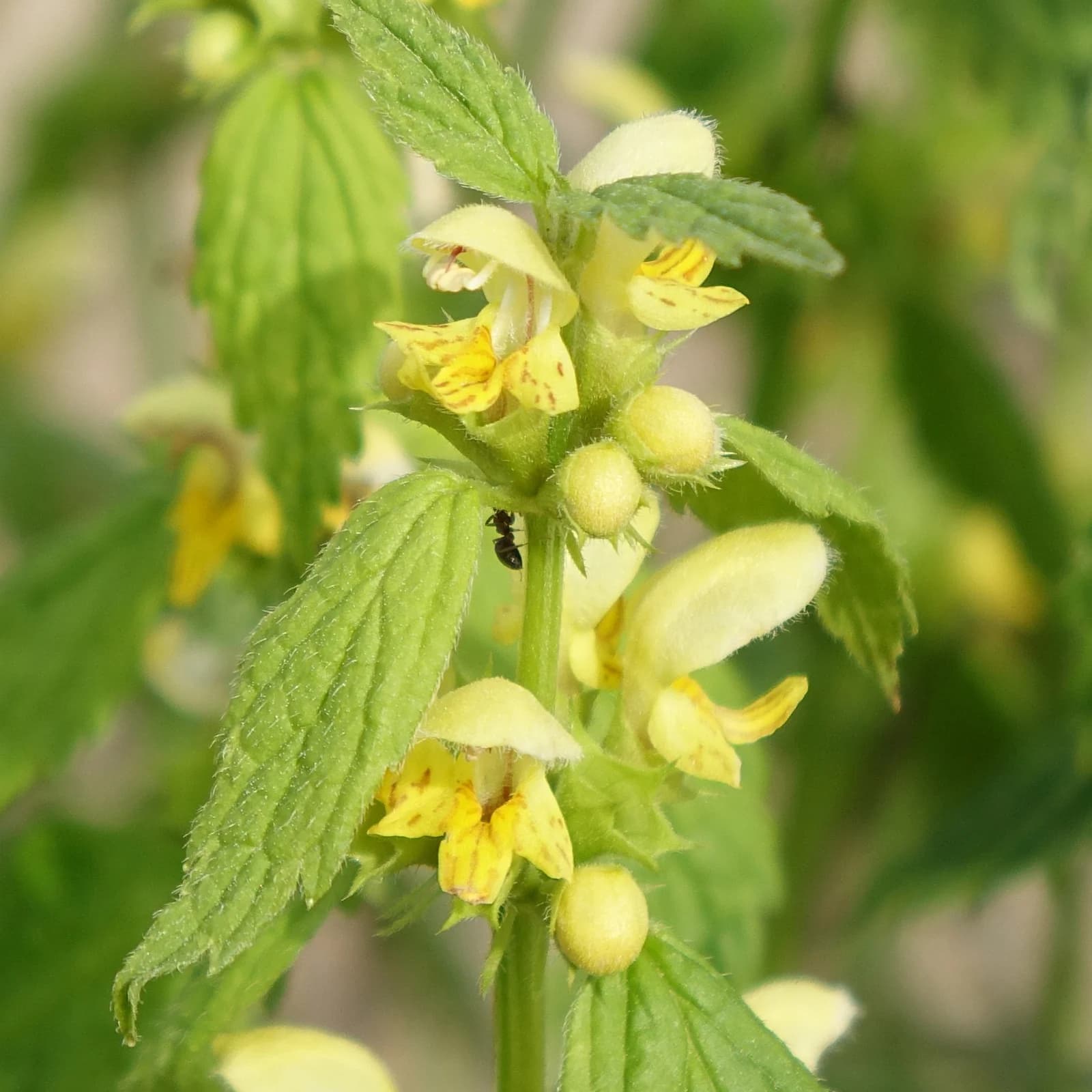 pitulník žlutý - obrázek 1