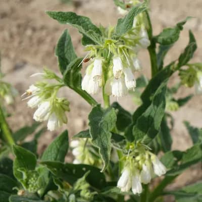 kostival lékařský - náhled 3