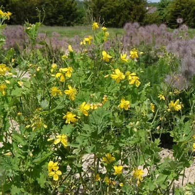 vlaštovičník větší - náhled 1