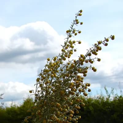 pelyněk pontický - náhled 2