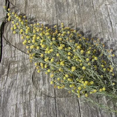 pelyněk pontický - náhled 3