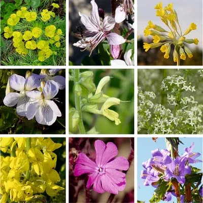 Květnatý podrost do stínu - náhled 4