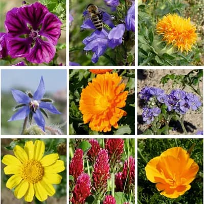 Letničky pro včely - náhled 2