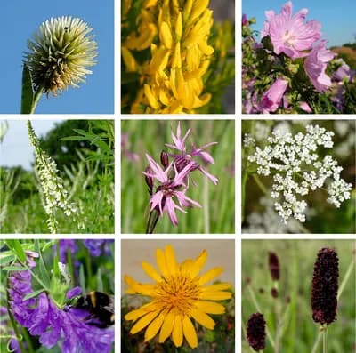 Louka pro motýly - náhled 6