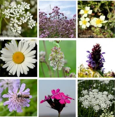 Zahradní loučka - náhled 2