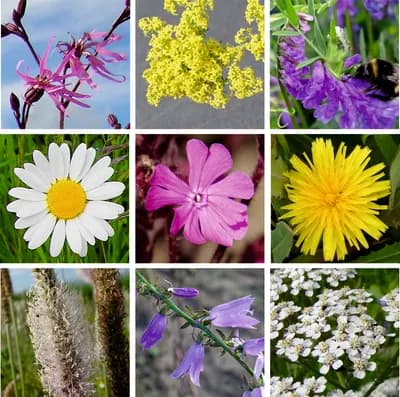 Mezofytní louka – květnatá - náhled 2