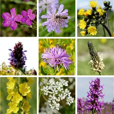 Mezofytní louka – květnatá - náhled 4