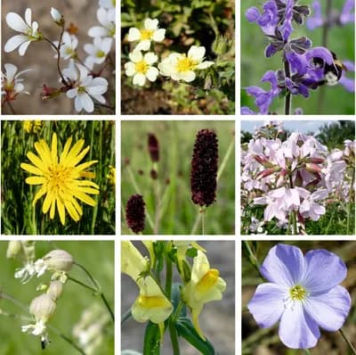 Mezofytní louka – květnatá - náhled 5