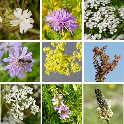 Mezofytní louka – travnatá - náhled 2