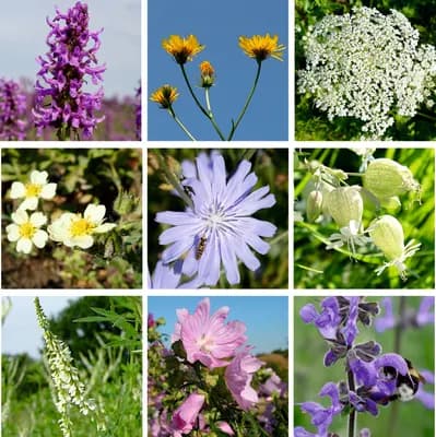 Mezofytní louka – travnatá - náhled 3