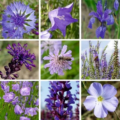 Modrá louka, zvonečková - náhled 2