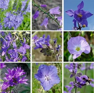 Modrá louka, zvonečková - náhled 3