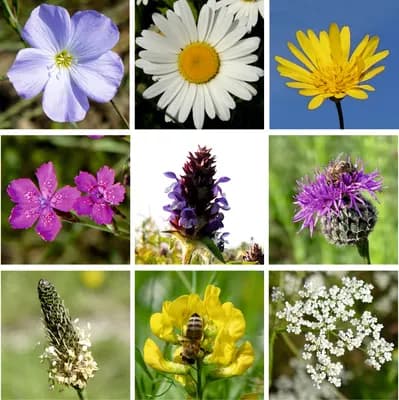 Přírodní květnice - náhled 2