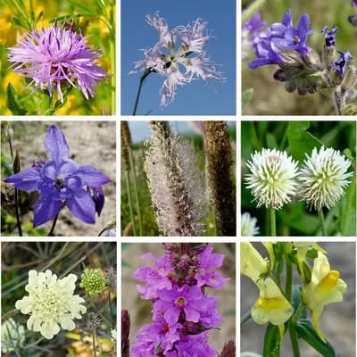 Přírodní květnice - náhled 4