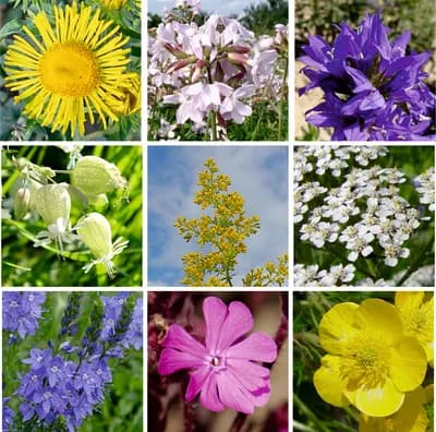 Přírodní květnice - náhled 6