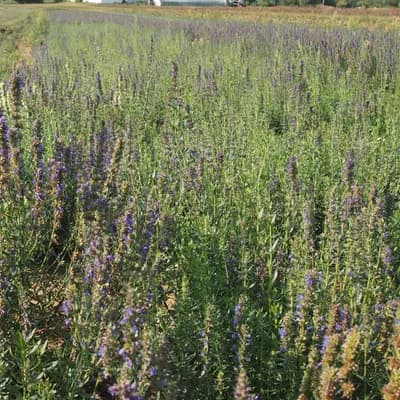 yzop lékařský - náhled 3