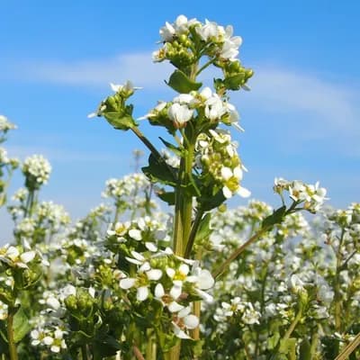 lžičník lékařský - náhled 1