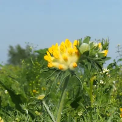 úročník bolhoj - náhled 3