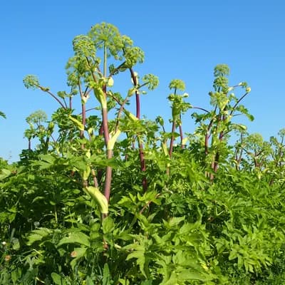 andělika lékařská - náhled 3