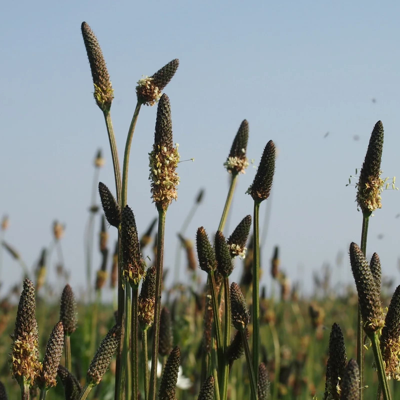 jitrocel kopinatý - obrázek 1