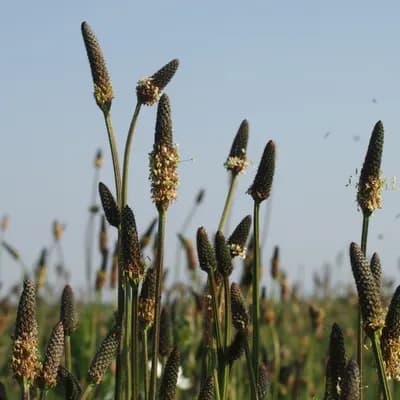 jitrocel kopinatý - náhled 1