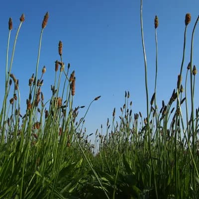 jitrocel kopinatý - náhled 2