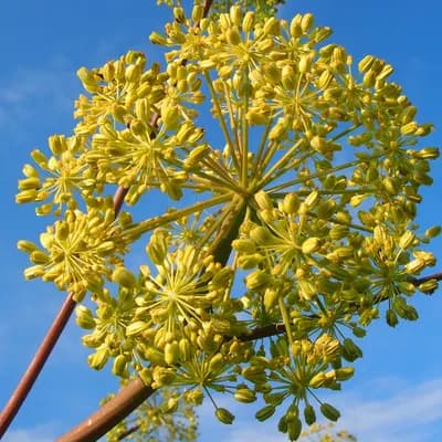 andělika lékařská - náhled 1