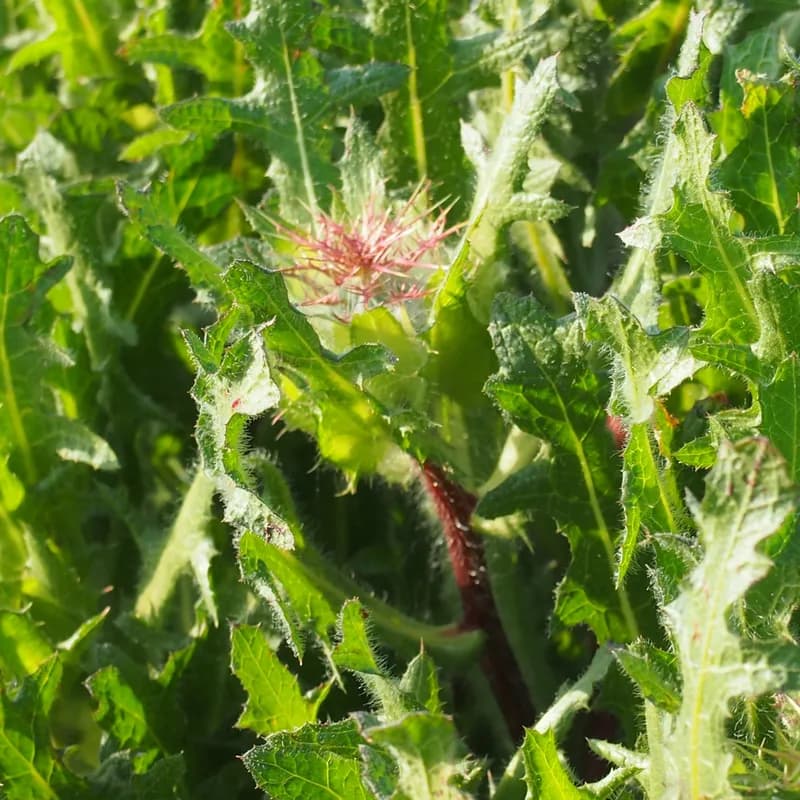 benedikt lékařský