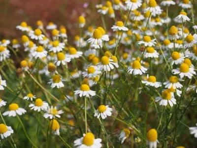 heřmánek pravý - náhled 2