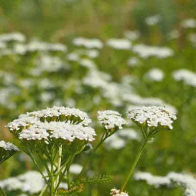 řebříček obecný - náhled 2