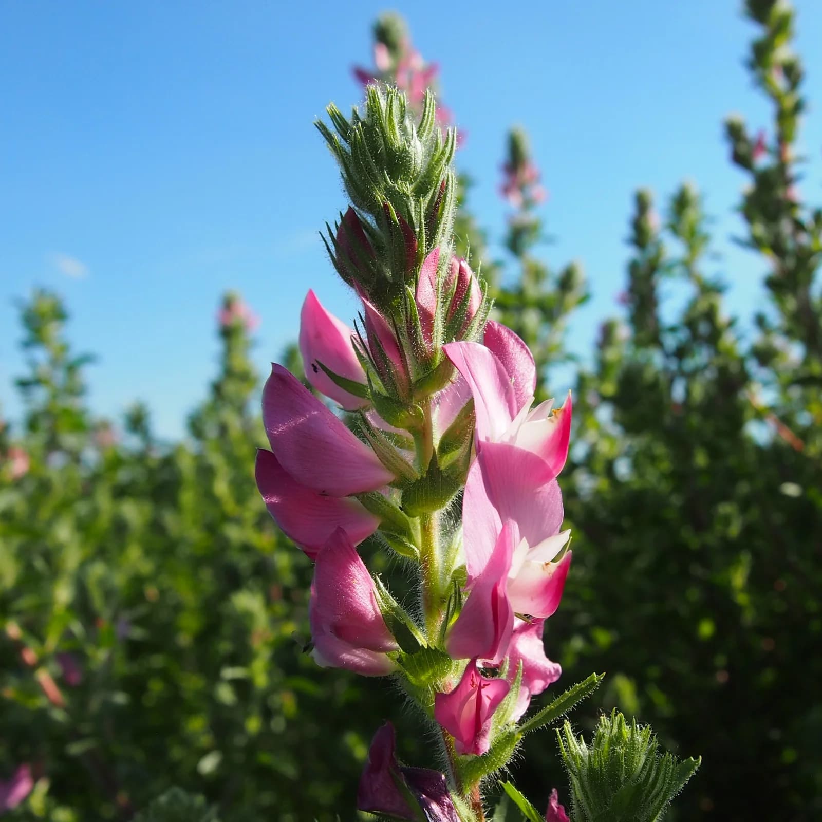jehlice rolní - obrázek 1