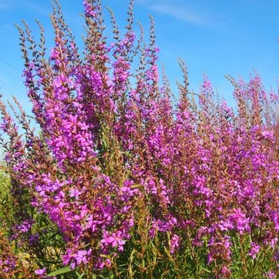 kyprej vrbice - náhled 3