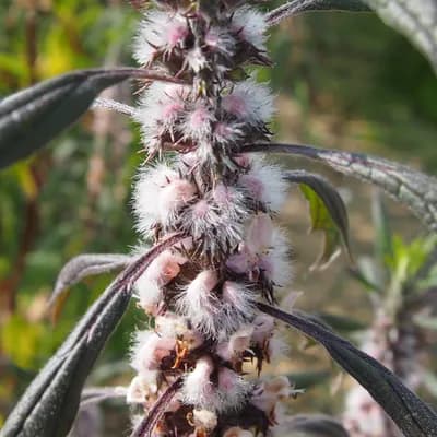 srdečník obecný - náhled 3