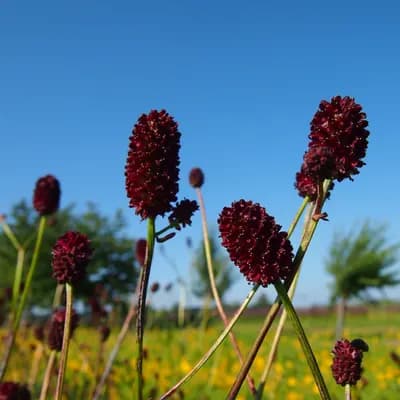 krvavec toten - náhled 1