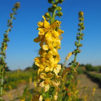 řepík vonný - náhled 1