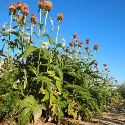 parcha léčivá - náhled 4