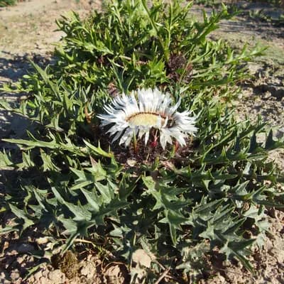 pupava bezlodyžná - náhled 2