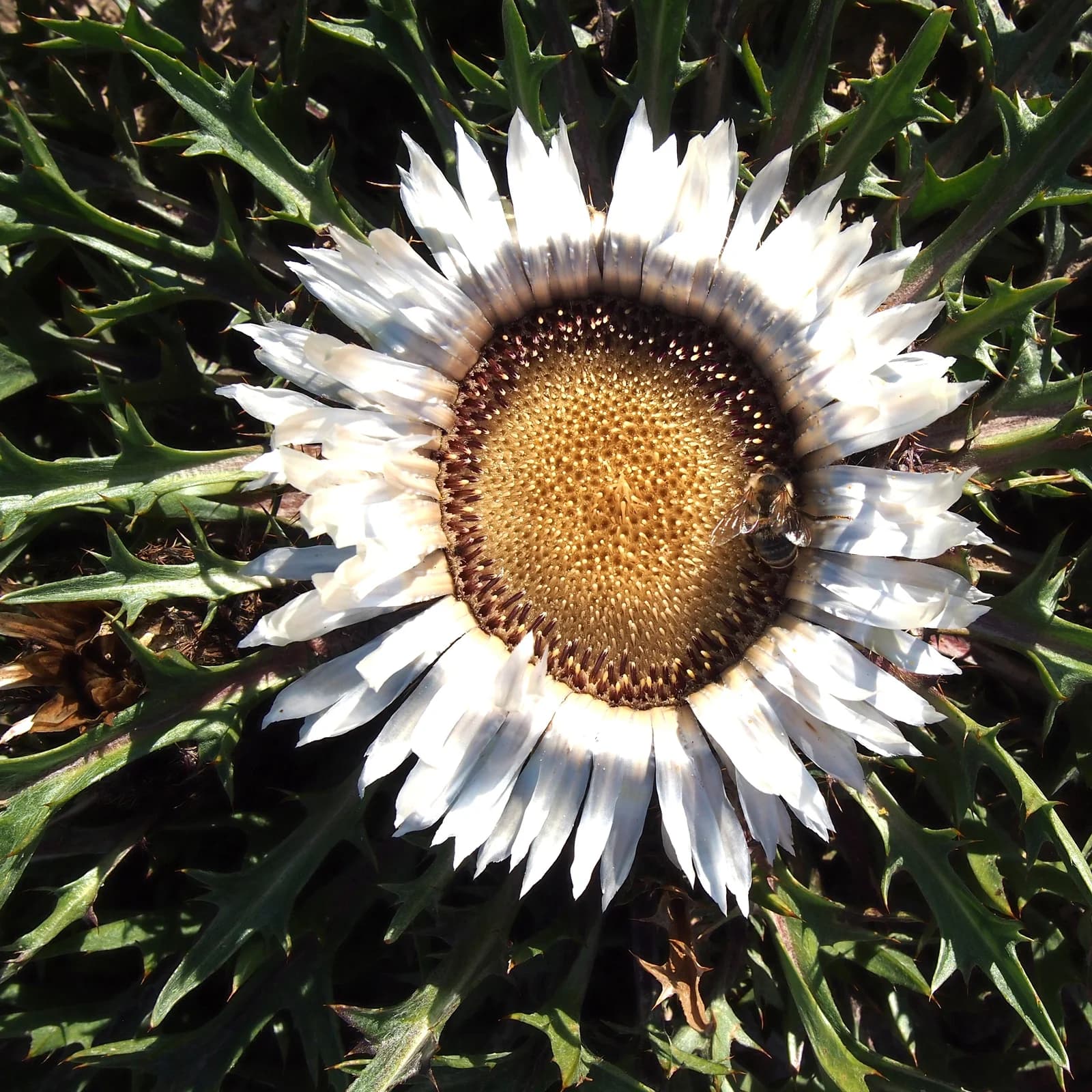 pupava bezlodyžná - obrázek 1