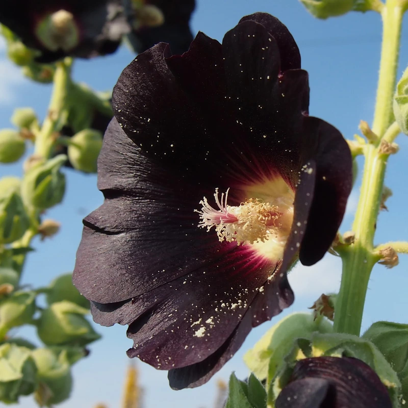 topolovka růžová - obrázek 1