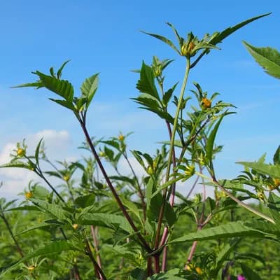 dvouzubec trojdílný - náhled 1