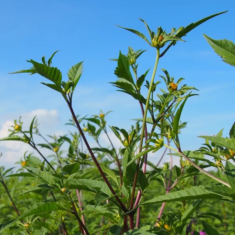 dvouzubec trojdílný