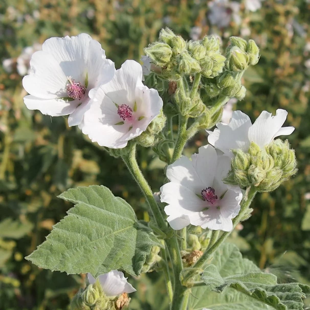 proskurník lékařský - obrázek 1