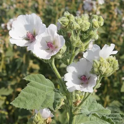 proskurník lékařský - náhled 1