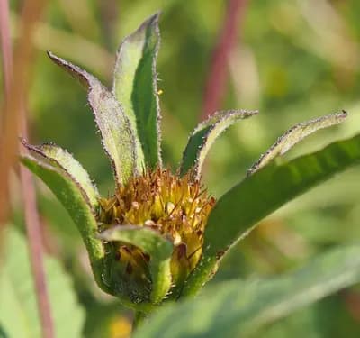 dvouzubec trojdílný - náhled 2