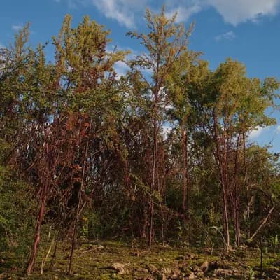 pelyněk roční - náhled 3