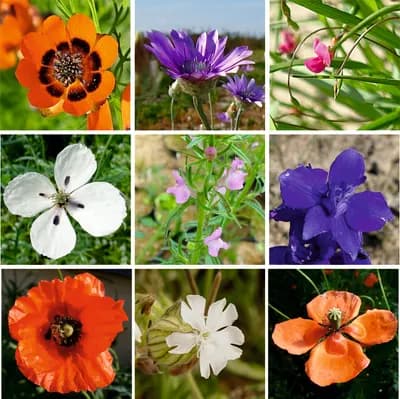 Polní kvítí - náhled 2