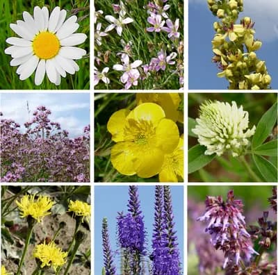 Suchá stráňka - náhled 2